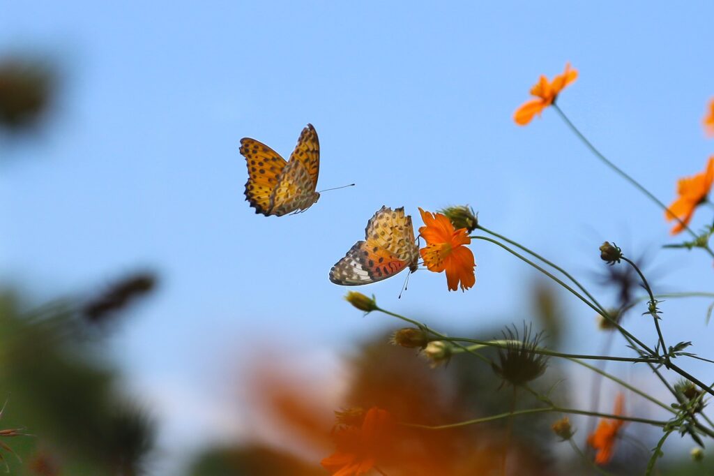 vlinder en bloemen, bloemen en dieren snijmallen
