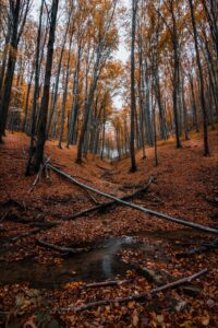 pexels-photo-1846608 herfst foto - garen combinaties voor de herfst