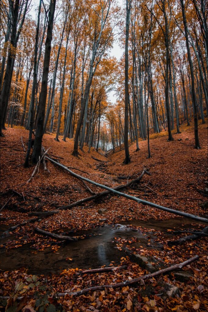 pexels-photo-1846608 herfst foto - garen combinaties voor de herfst