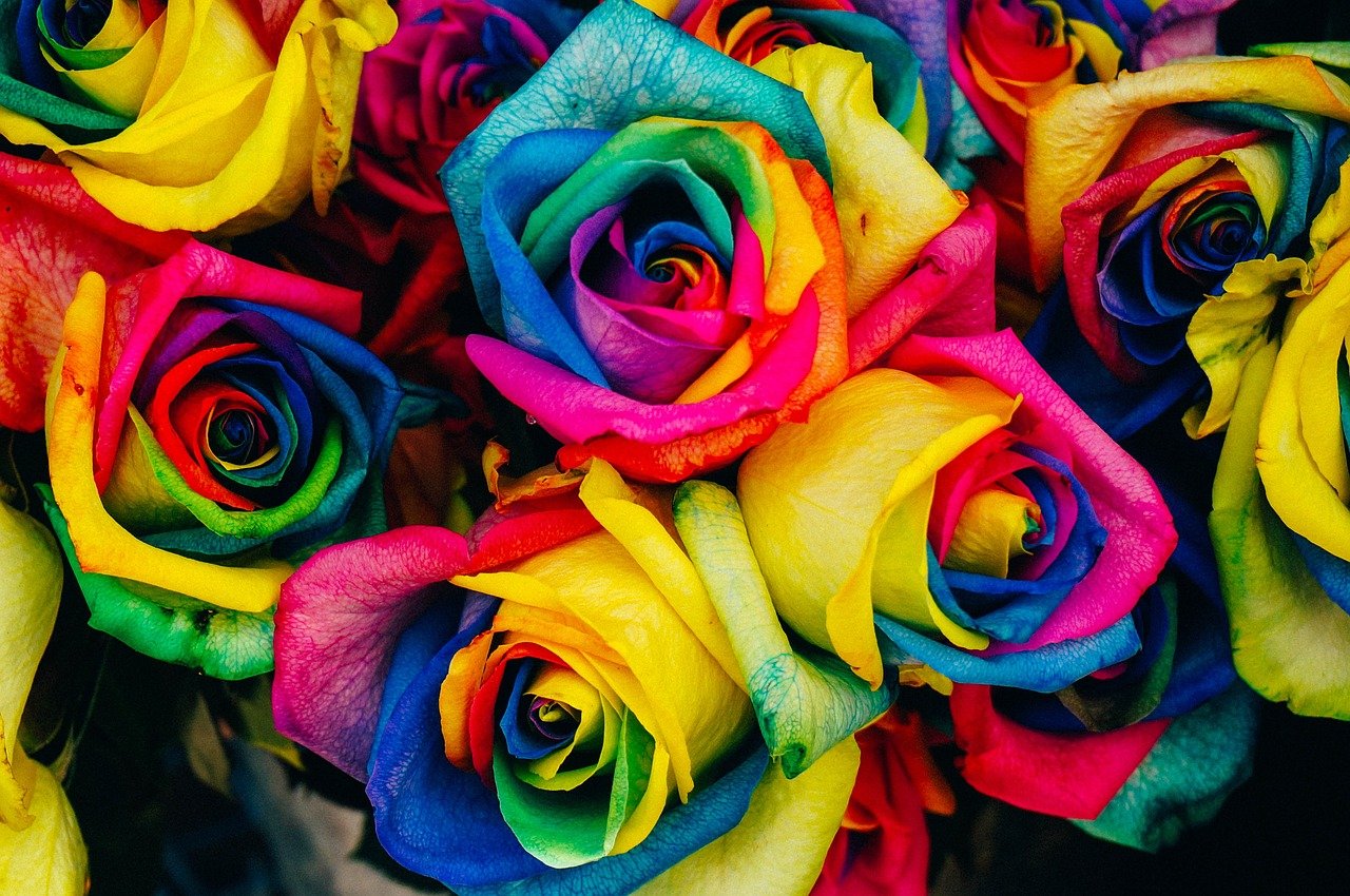 regenboog rozen